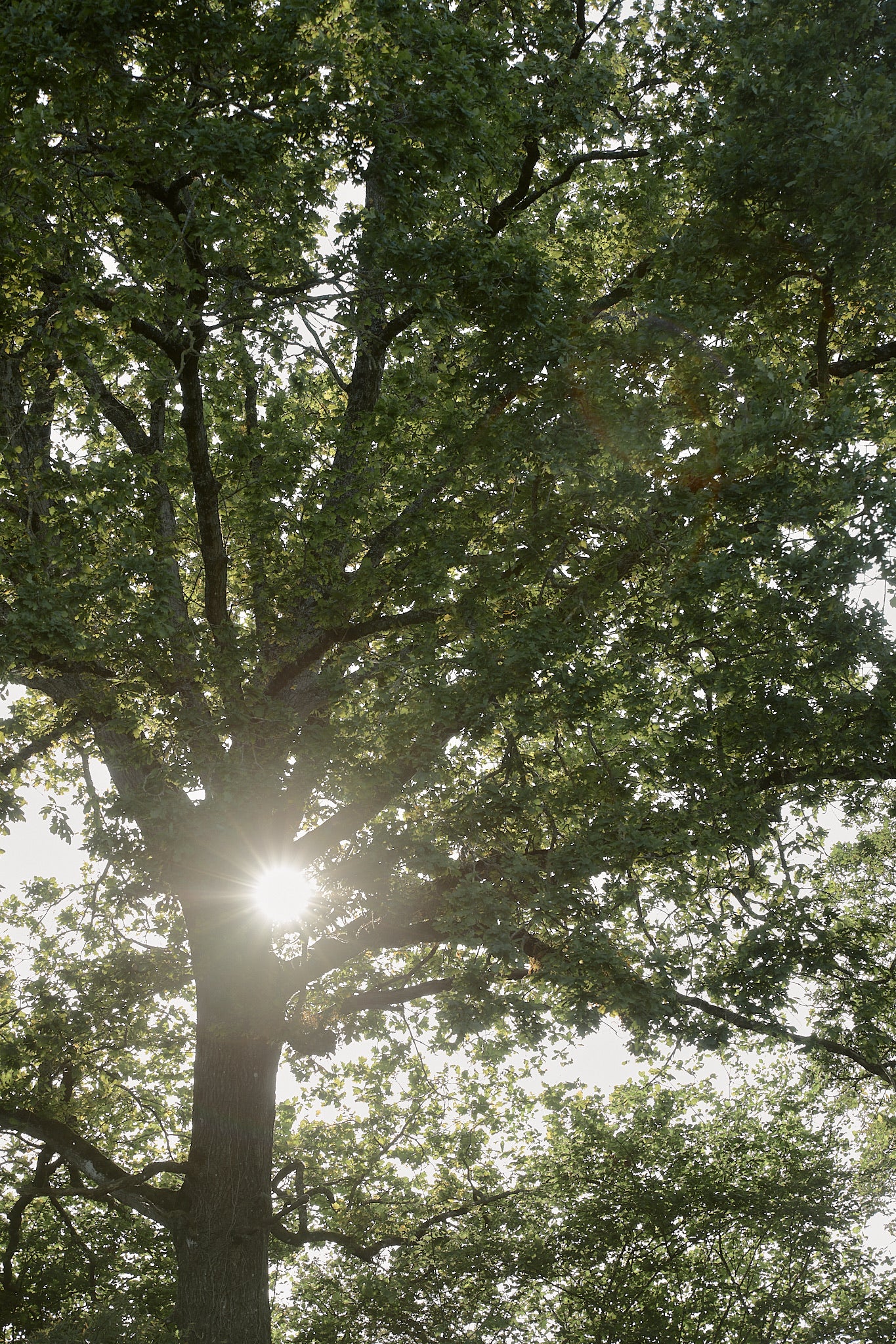 Soleil éclatant à travers les arbres du jardin de l'Arbre qui marche