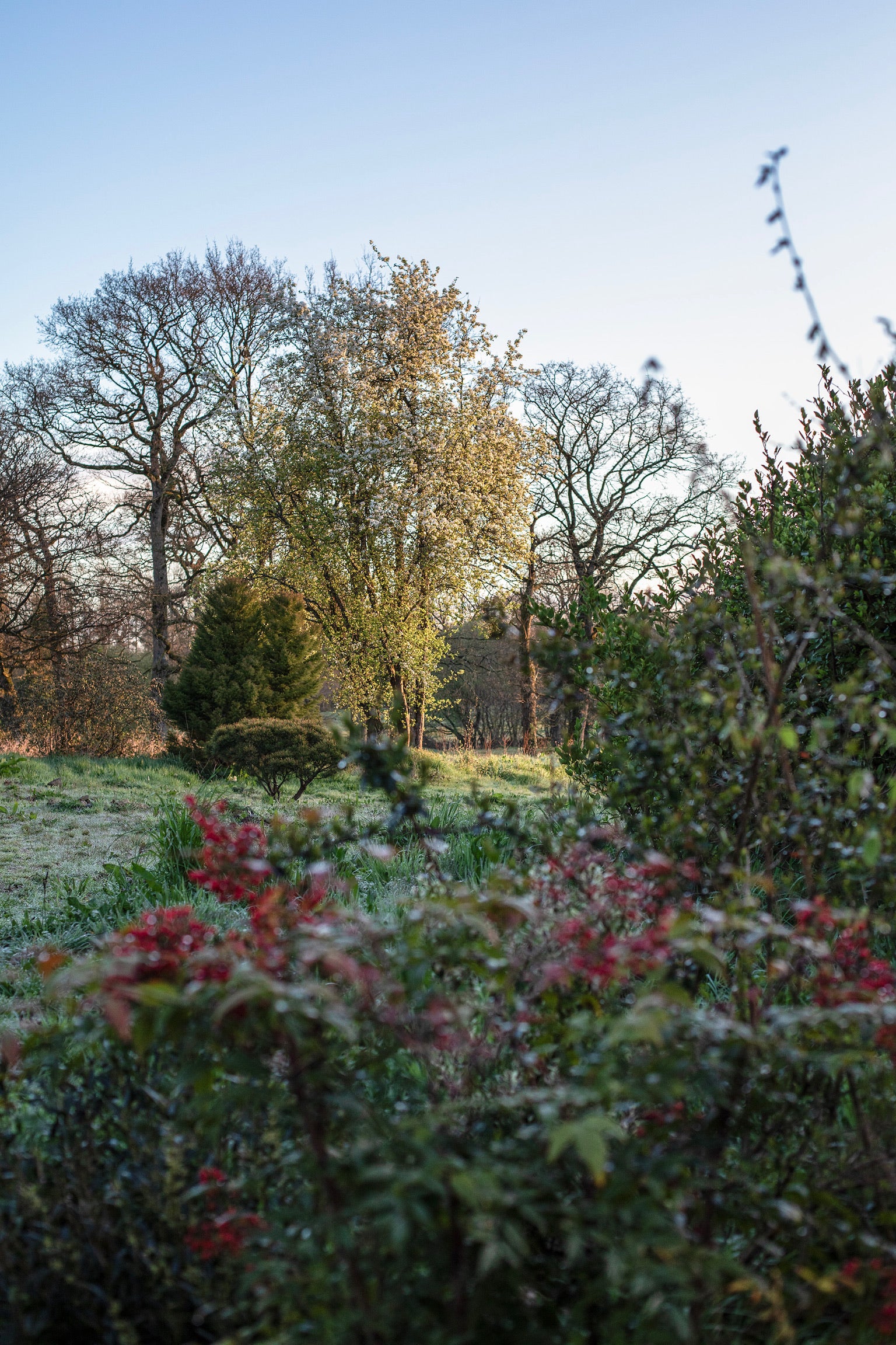 Le jardin de l'Arbre qui marche par un matin d'hiver