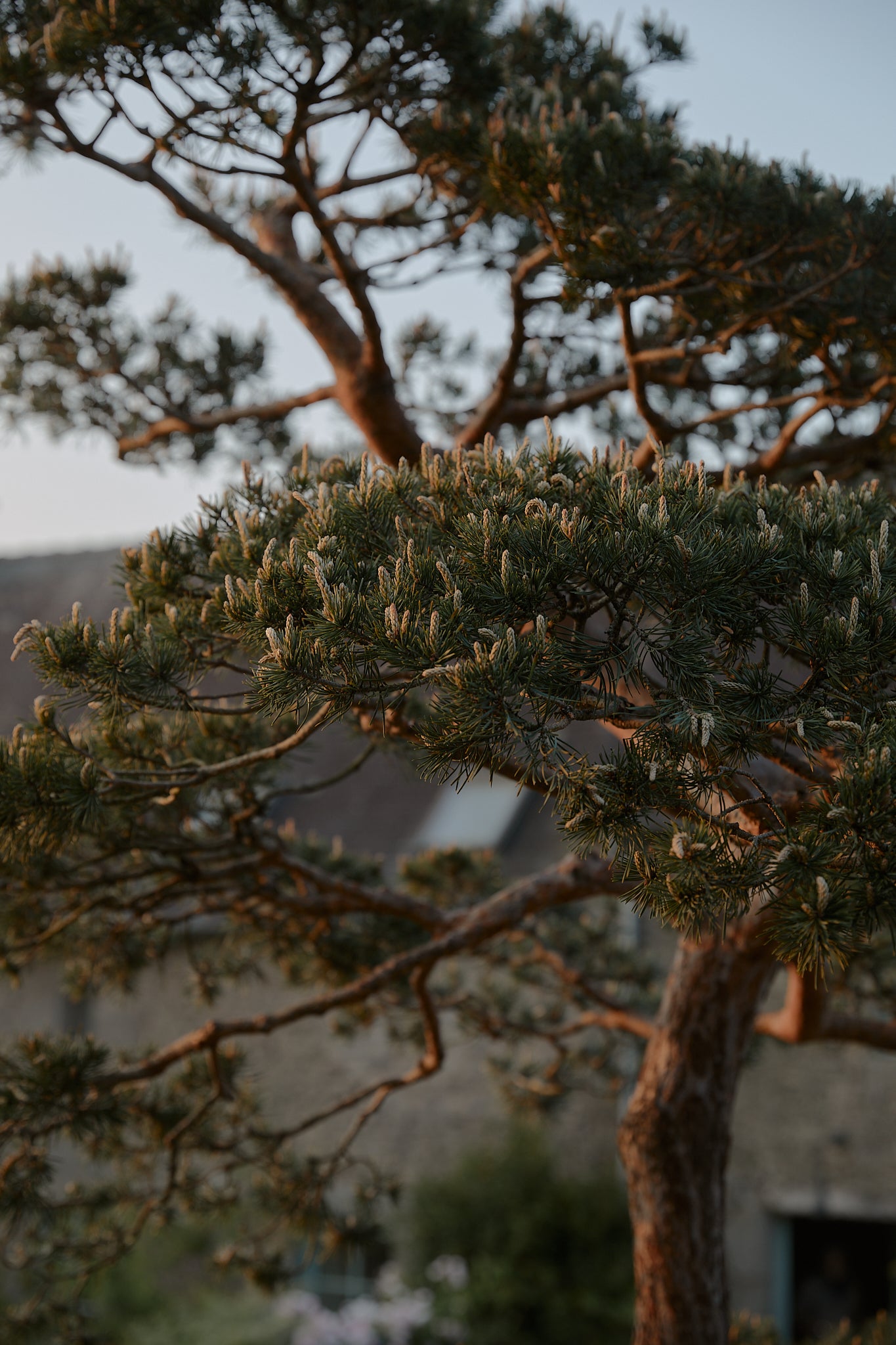 Des arbres choisis avec soin et choyés à l'Arbre qui marche - Photo Nomades