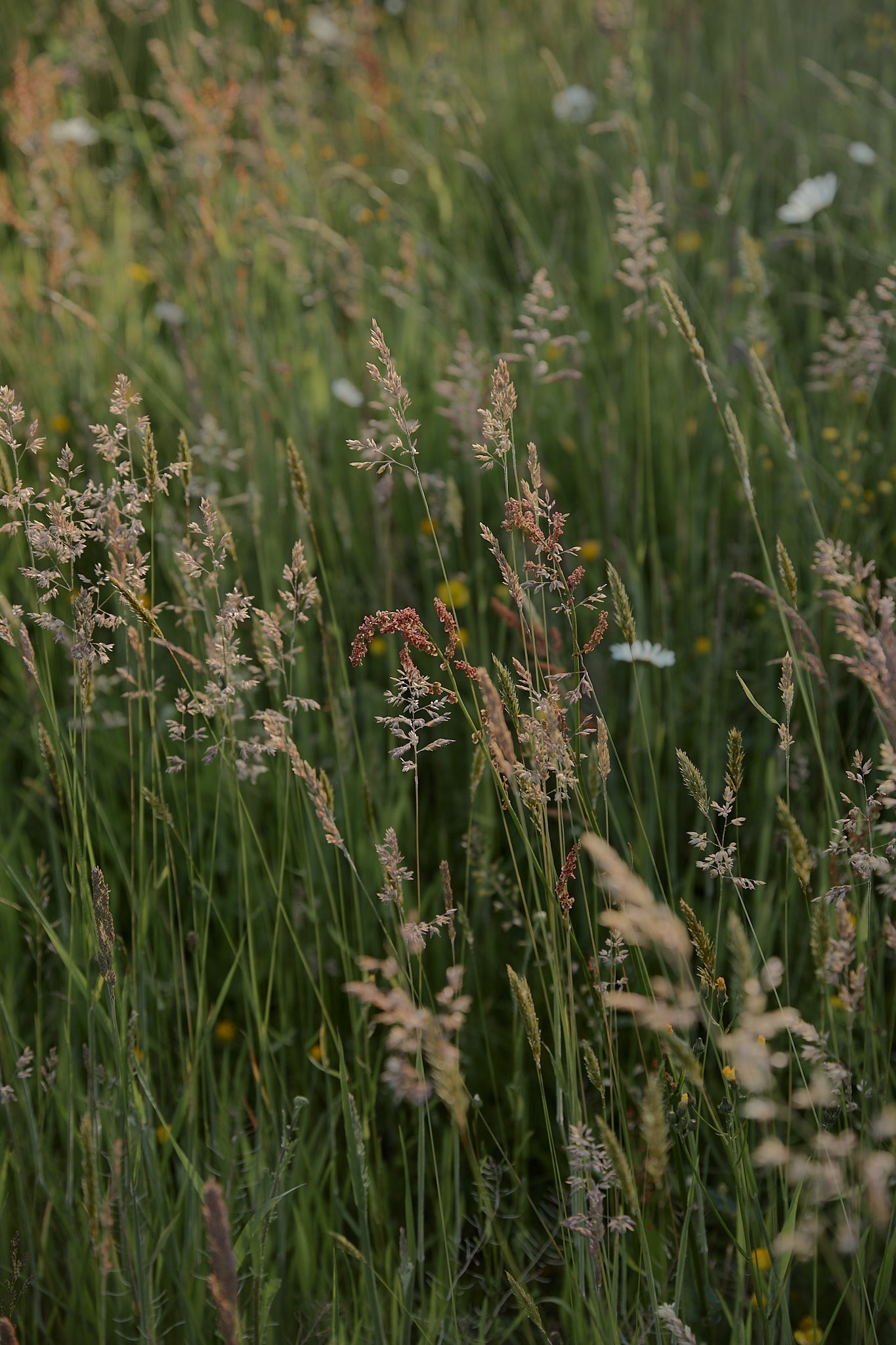 Herbes libres dans le jardin de l'Arbre qui marche - Photo Nomades