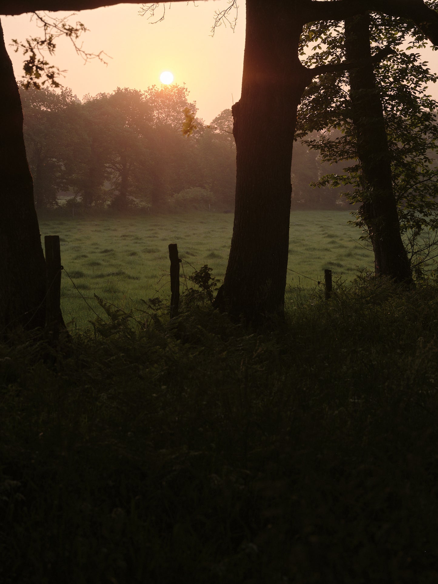 Lever de soleil sur les arbres et champs entourant l'Arbre qui marche