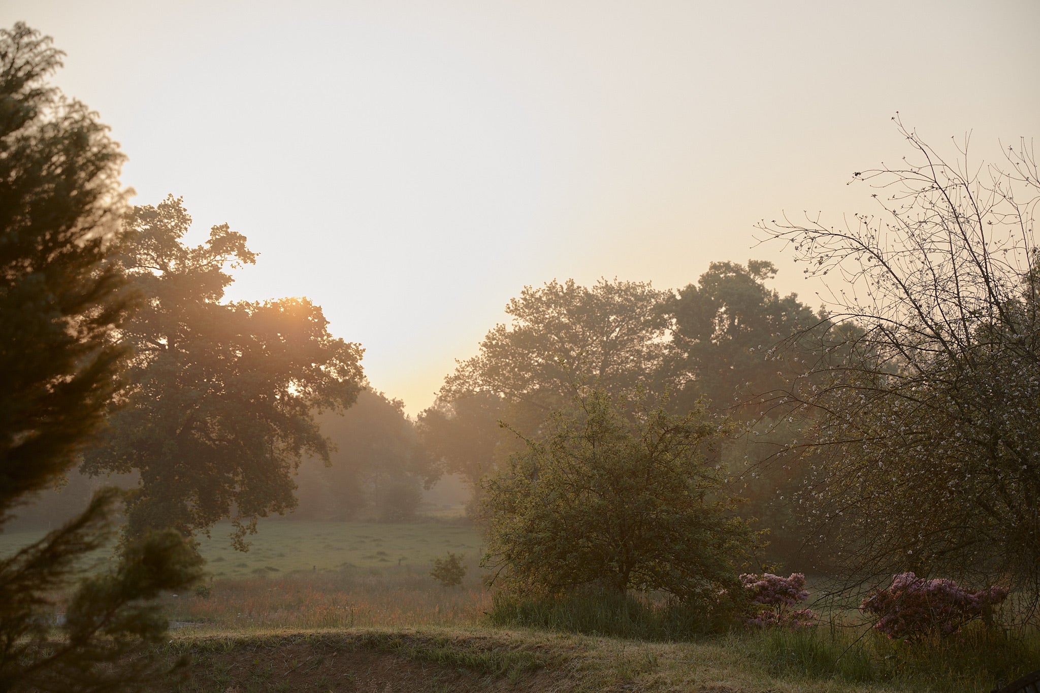 Lever de soleil sur le fond du jardin de l'Arbre qui marche