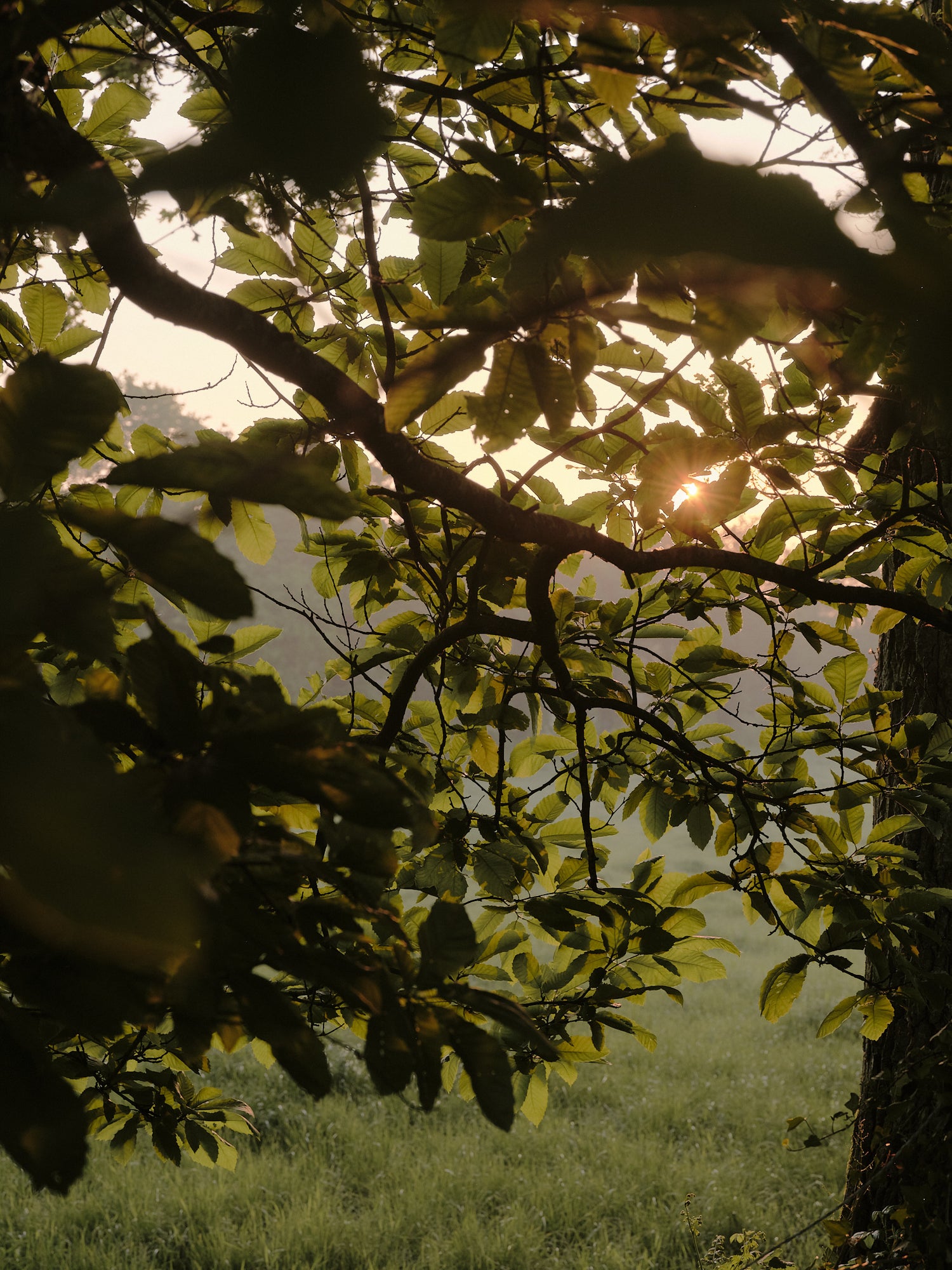 Lever de soleil à travers les arbres du jardin de l'Arbre qui marche