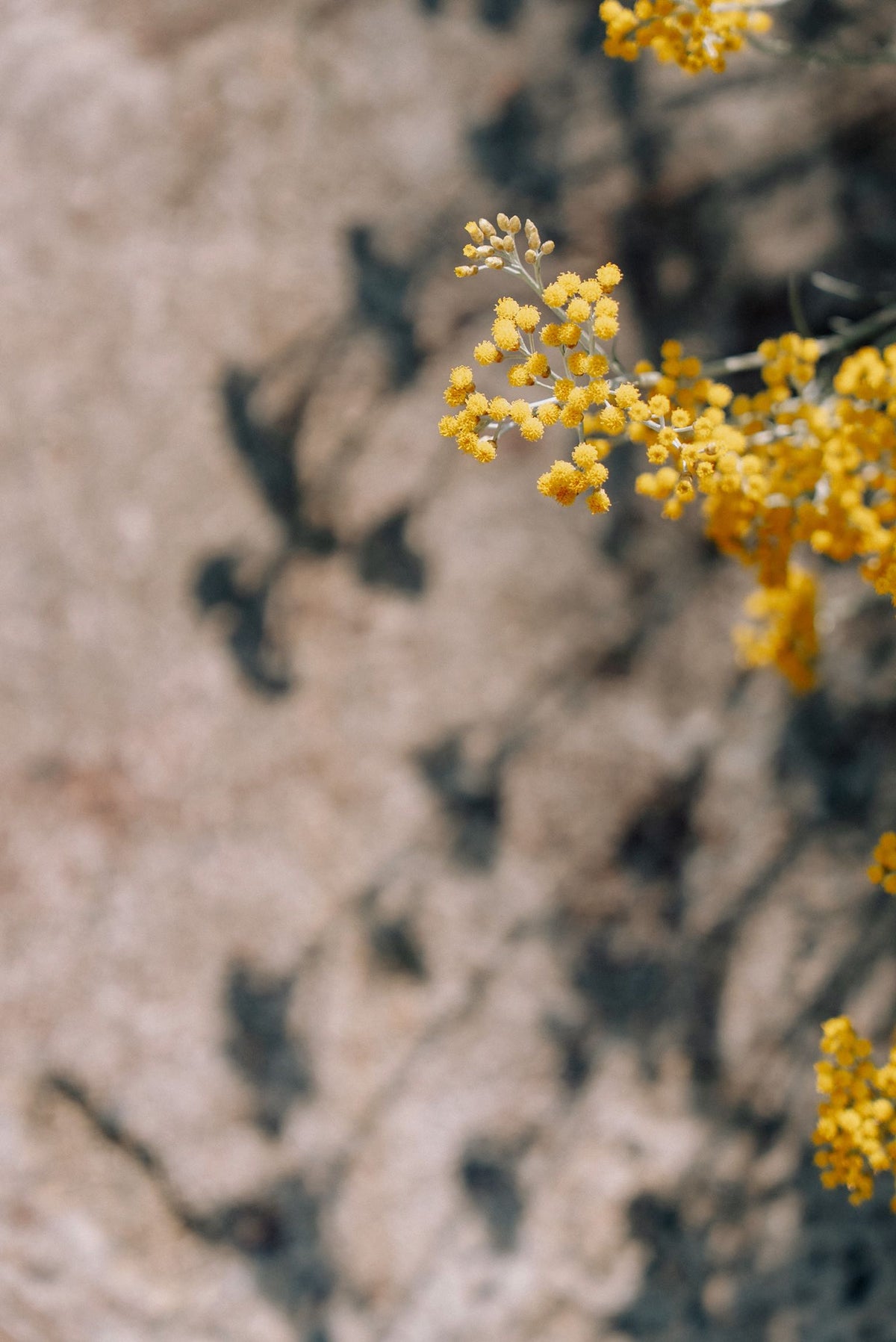 L'immortelle et son ombre sur la terrasse de L'Arbre qui marche. Photo : Antoine Sorel.