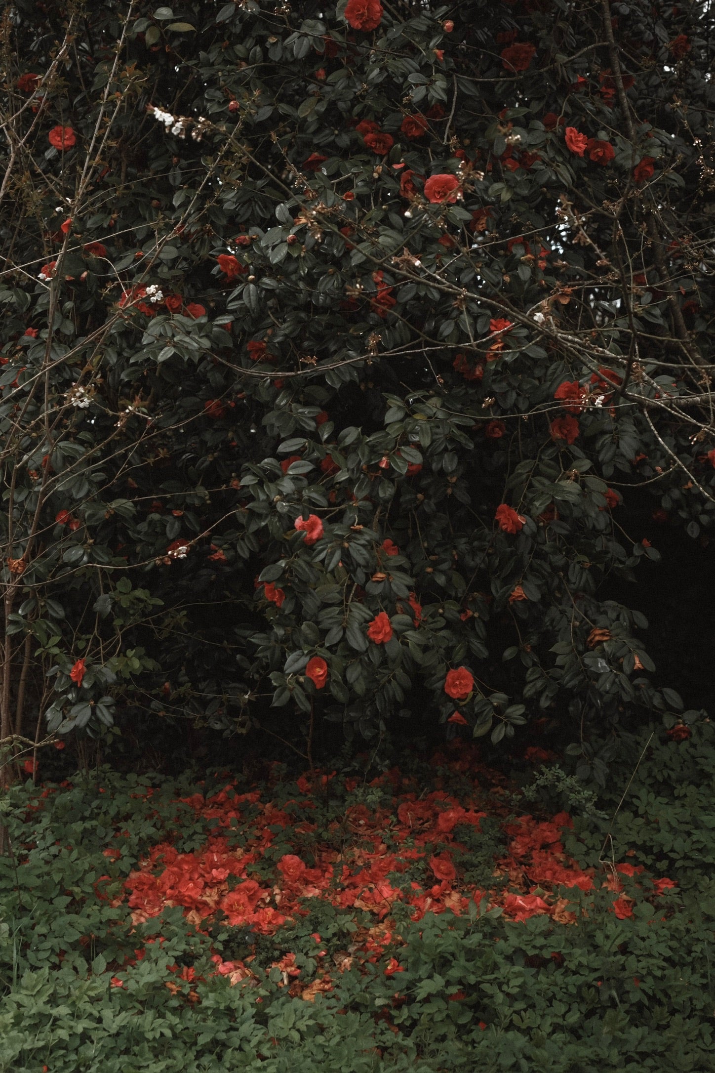 Un camélia rouge perd ses pétales dans le jardin de l'Arbre qui marche