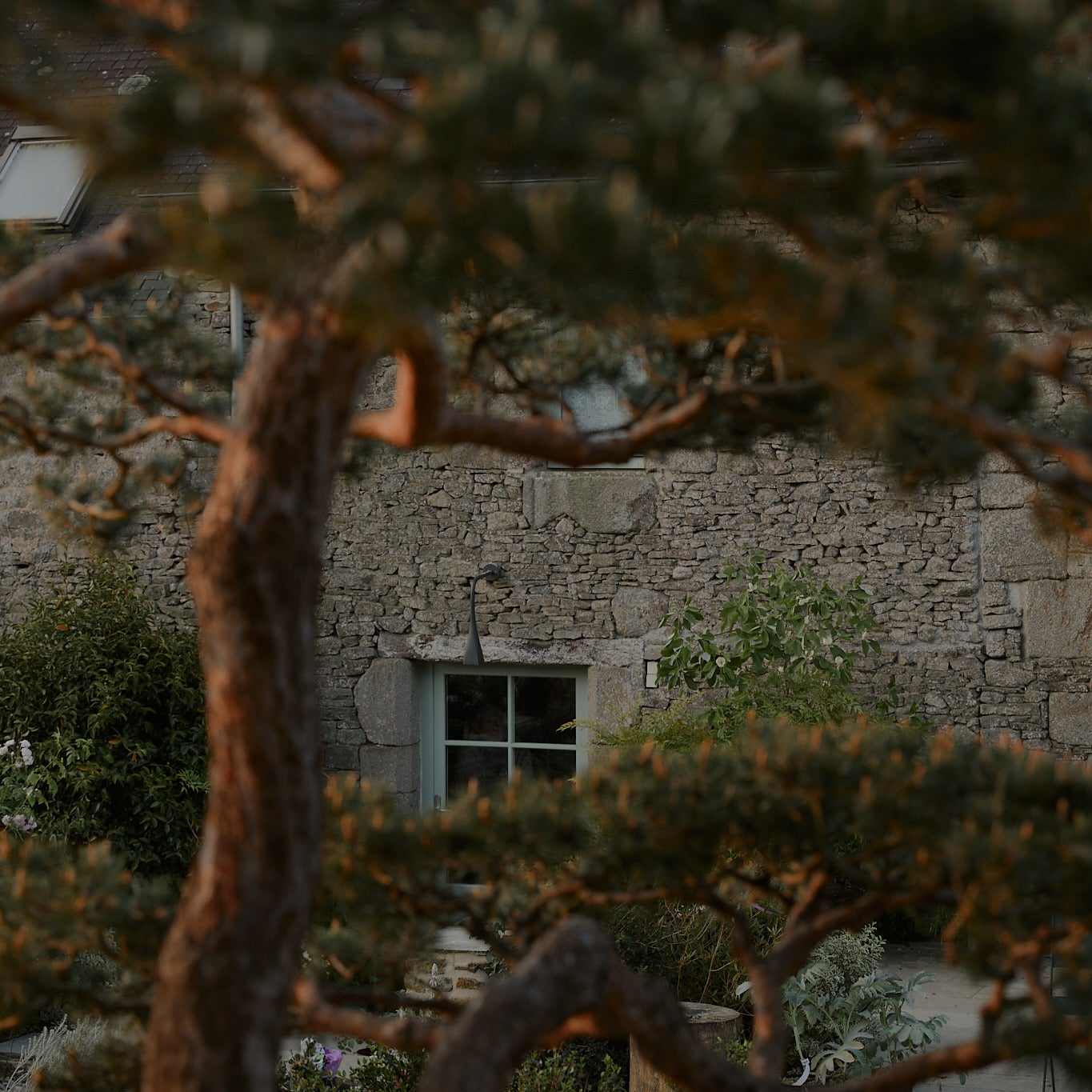 Les pins du jardins au premier plan encadrent la façade de pierre de la longère de l'Arbre qui marche sous une lumière du matin